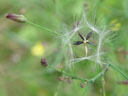 seeds. 2004-08-08, Sony Cybershot DSC-F717.