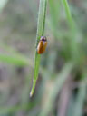 bug. 2004-08-13, Sony Cybershot DSC-F717.