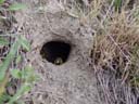 common wasp (vespula vulgaris) at the entry to its nest. 2004-08-13, Sony Cybershot DSC-F717.