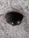 common wasp closeup (vespula vulgaris). 2004-08-13, Sony Cybershot DSC-F717.