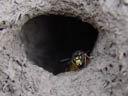 common wasp closeup (vespula vulgaris). 2004-08-13, Sony Cybershot DSC-F717.