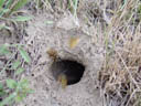 common wasps (vespula vulgaris). 2004-08-13, Sony Cybershot DSC-F717.