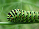 swallowtail caterpillar closeup (papilio machaon). 2004-08-19, Sony Cybershot DSC-F717.