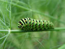 swallowtail caterpillar (papilio machaon)