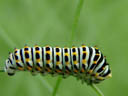 young swallowtail caterpillar closeup (papilio machaon). 2004-08-19, Sony Cybershot DSC-F717.