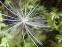 thistle seed