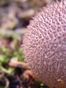 puffball closeup (lycoperdon sp.?). 2004-09-02, Sony Cybershot DSC-F717.