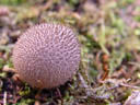 puffball (lycoperdon sp.?)