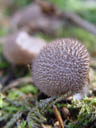 puffball (lycoperdon sp.?). 2004-09-02, Sony Cybershot DSC-F717.