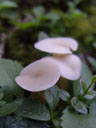 fungus