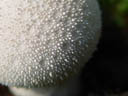 puffball closeup (lycoperdon sp.?)