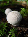 puffball (lycoperdon sp.?)