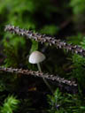 tiny fungus. 2004-09-02, Sony Cybershot DSC-F717.