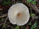 fungus