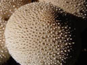 warted puffball closeup (lycoperdon perlatum?)