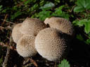 warted puffball (lycoperdon perlatum?). 2004-09-02, Sony Cybershot DSC-F717.