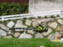 southern hawker (aeshna cyanea). 2004-09-06, Sony Cybershot DSC-F717.