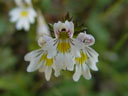 eyebright (euphrasia rostkoviana). 2004-09-07, Sony Cybershot DSC-F717.