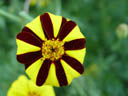 tagetes (tagetes patula ). 2004-09-11, Sony Cybershot DSC-F717.