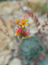 blue echeveria (echeveria sp.). 2004-09-11, Sony Cybershot DSC-F717.