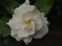 gardenia (gardenia jasminoides). 2004-09-11, Sony Cybershot DSC-F717.