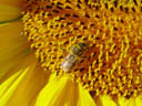 honey-bee (apis mellifera) on a sunflower. 2004-09-17, Sony Cybershot DSC-F717.