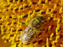 honey-bee (apis mellifera) on a sunflower closeup