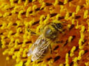 honigbiene (apis mellifera) ausschnitt || foto details: 2004-09-17, rum, austria, Sony Cybershot DSC-F717.