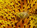 honey-bee (apis mellifera). 2004-09-17, Sony Cybershot DSC-F717.