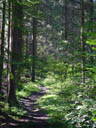 forest track. 2004-09-19, Sony Cybershot DSC-F717.