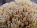 blasse koralle (clavaria pallida) || foto details: 2004-09-19, rum, austria, Sony Cybershot DSC-F717.