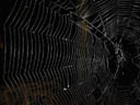 spiderweb. 2004-09-19, Sony Cybershot DSC-F717.