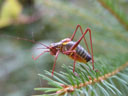 grape grasshopper (ephippigera ephippiger). 2004-09-19, Sony Cybershot DSC-F717.