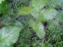 raindrops caught in a spiderweb. 2004-09-19, Sony Cybershot DSC-F717.