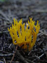 golden coral fungus (clavaria aurea)