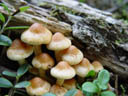 sulphur tuft (hypholoma fasciculare)