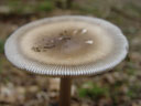 white grisette (amanita vaginata)