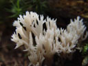 white coral fungus (clavaria sp.)?