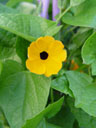 black-eyed susan (thunbergia alata). 2004-09-20, Sony Cybershot DSC-F717.