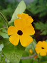 black-eyed susan (thunbergia alata). 2004-09-20, Sony Cybershot DSC-F717.