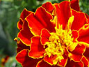 tagetes (tagetes patula) ausschnitt || foto details: 2004-09-20, rum, austria, Sony Cybershot DSC-F717.