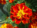 tagetes (tagetes patula) || foto details: 2004-09-20, rum, austria, Sony Cybershot DSC-F717.