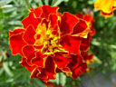 tagetes (tagetes patula) || foto details: 2004-09-20, rum, austria, Sony Cybershot DSC-F717.