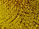 withered sunflower (helianthus annuus)