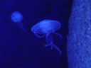 jellyfish. 2004-09-24, Sony Cybershot DSC-F717.