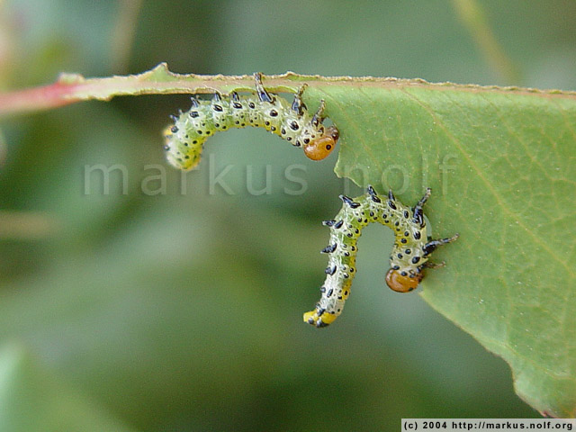 caterpillars of a rose sawfly (arge pagana), all over the roses