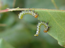 caterpillars of a rose sawfly (arge pagana), all over the roses