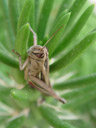giant grasshopper. 2004-09-27, Sony Cybershot DSC-F717.