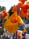 canna bloom