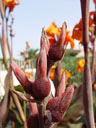canna fruit